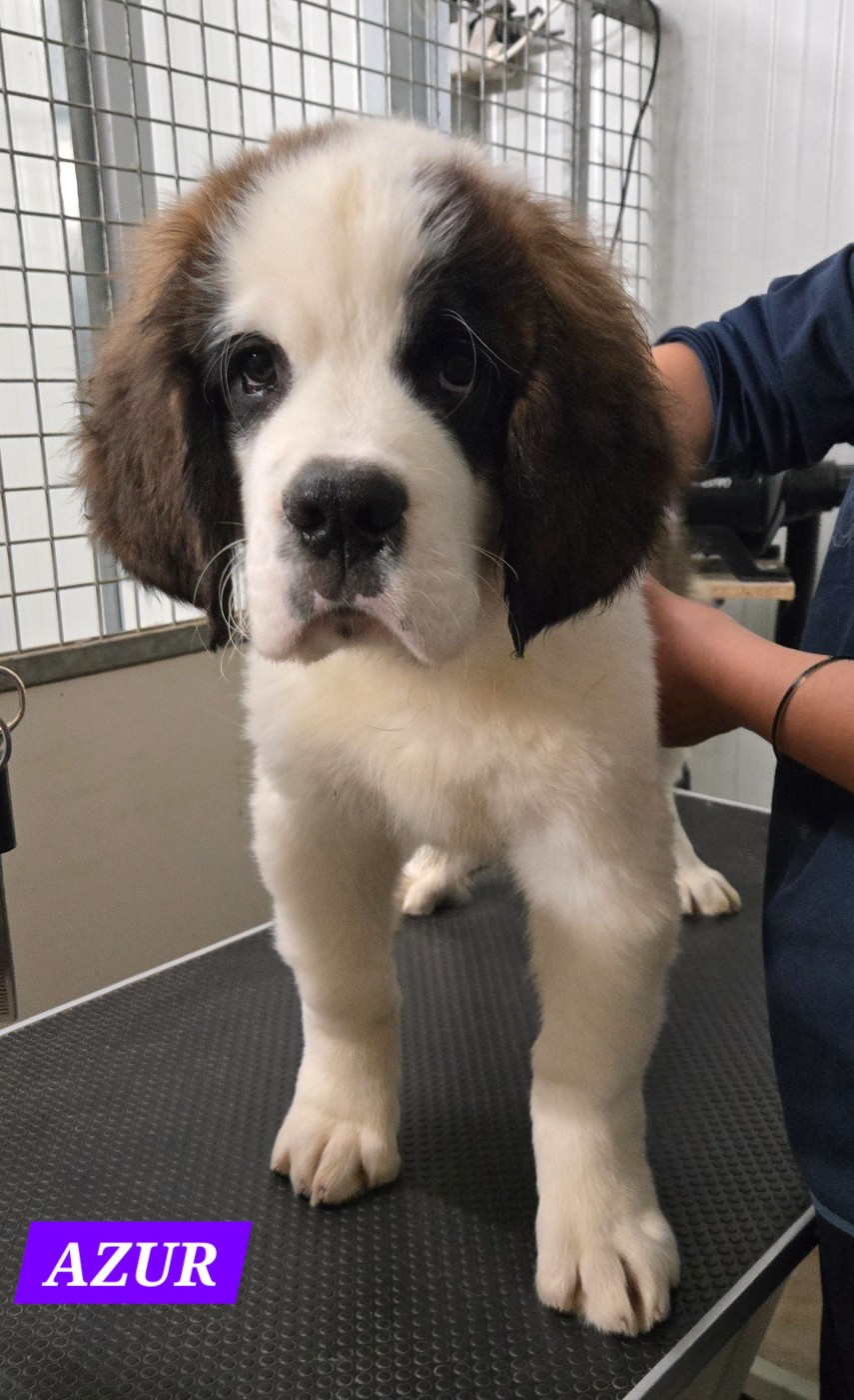 de l'ange aux papillons - Chiots disponibles - Chien du Saint-Bernard