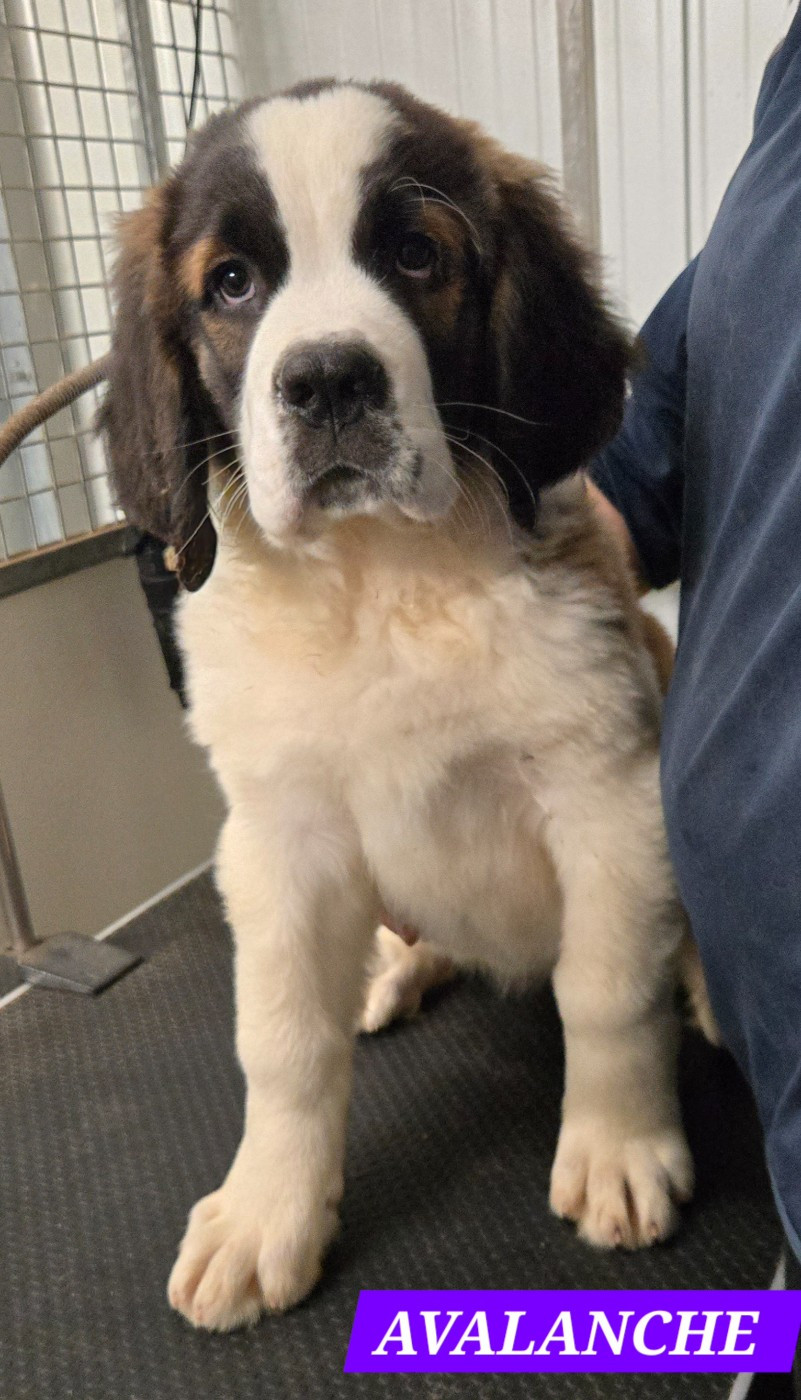 de l'ange aux papillons - Chiots disponibles - Chien du Saint-Bernard