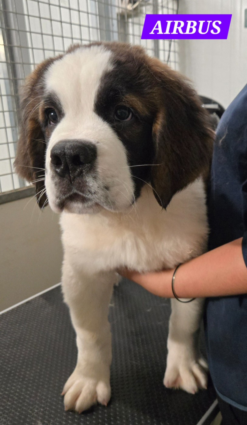 de l'ange aux papillons - Chiots disponibles - Chien du Saint-Bernard