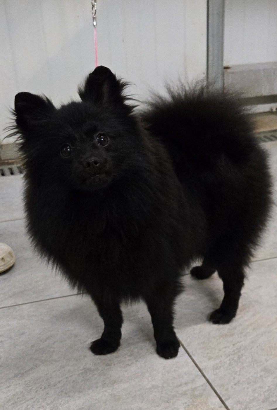 de l'ange aux papillons - Chiots disponibles - Spitz allemand