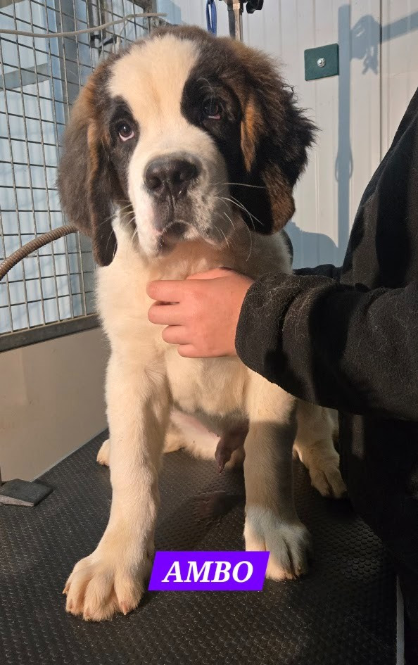 de l'ange aux papillons - Chiots disponibles - Chien du Saint-Bernard