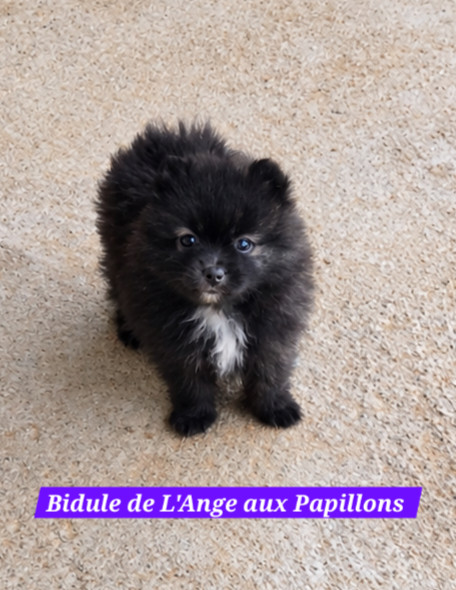 de l'ange aux papillons - Chiots disponibles - Spitz allemand