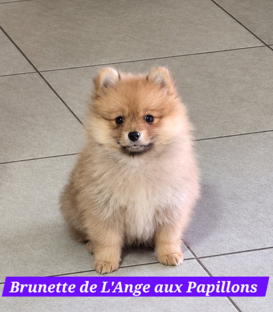 de l'ange aux papillons - Chiots disponibles - Spitz allemand