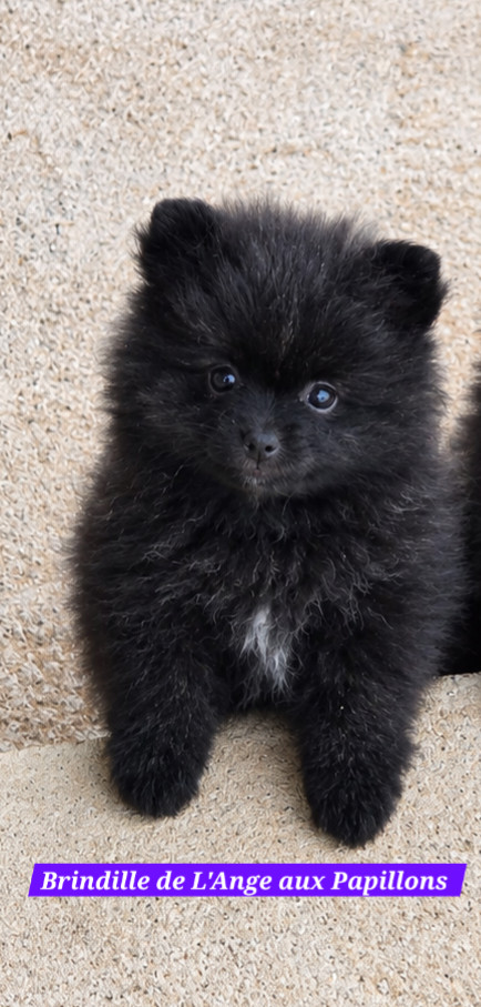 de l'ange aux papillons - Chiots disponibles - Spitz allemand