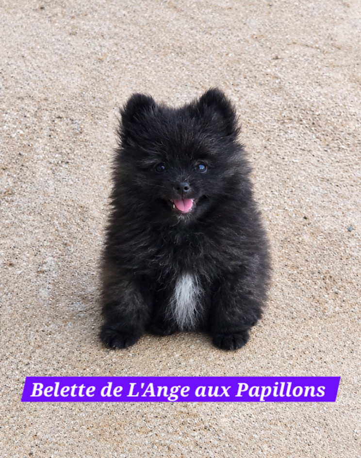 de l'ange aux papillons - Chiots disponibles - Spitz allemand