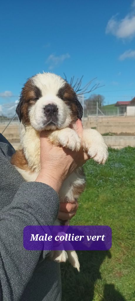 de l'ange aux papillons - Chiots disponibles - Chien du Saint-Bernard