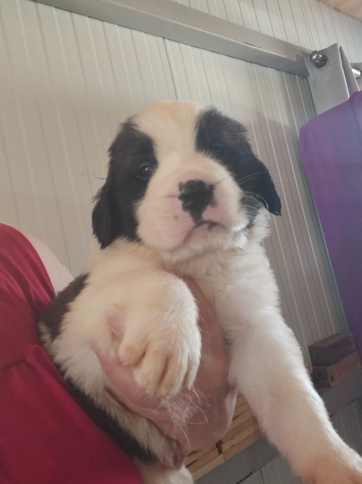 de l'ange aux papillons - Chiots disponibles - Chien du Saint-Bernard