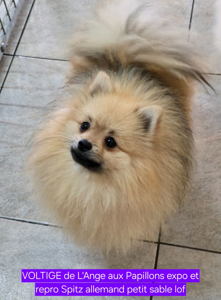 de l'ange aux papillons - Chiots disponibles - Spitz allemand