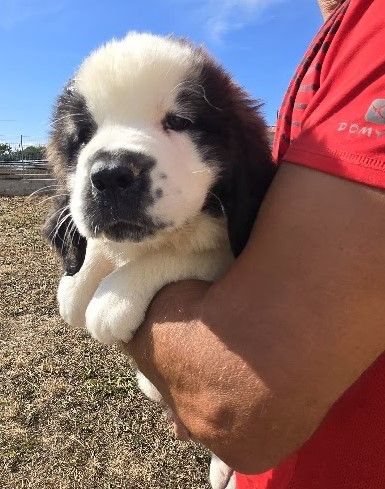 de l'ange aux papillons - Chiots disponibles - Chien du Saint-Bernard