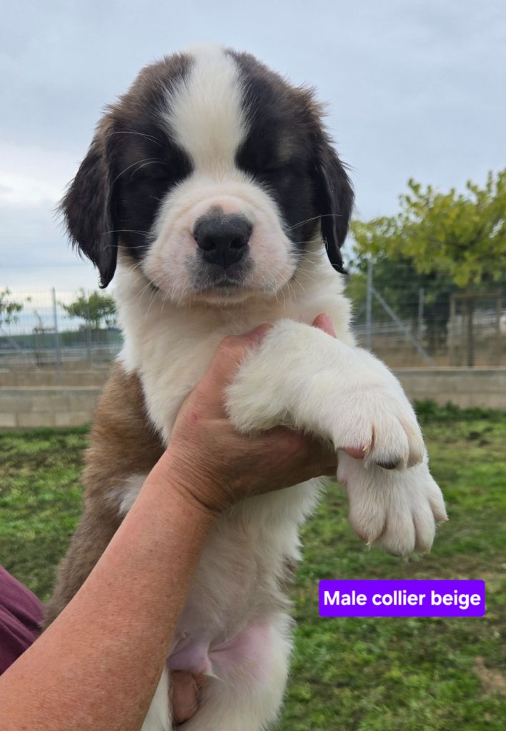 de l'ange aux papillons - Chiots disponibles - Chien du Saint-Bernard