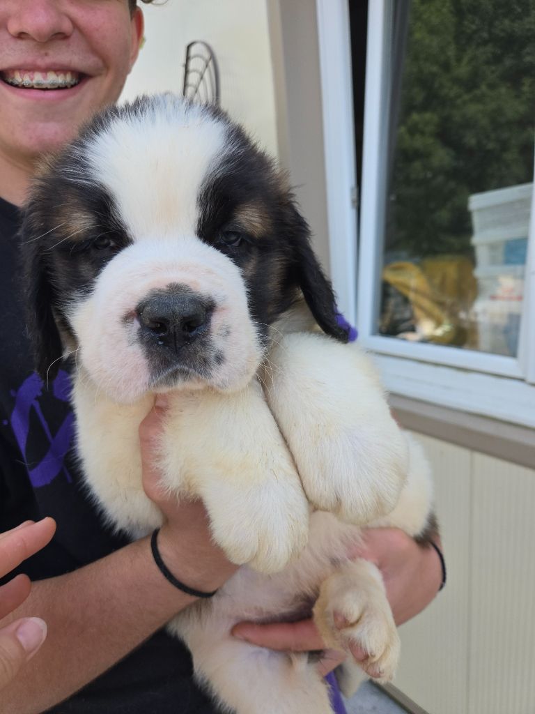 de l'ange aux papillons - Chiots disponibles - Chien du Saint-Bernard