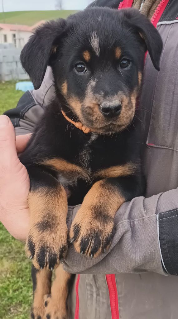 de l'ange aux papillons - Chiots disponibles - Berger de Beauce