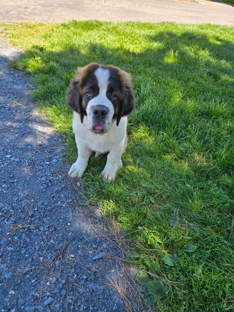 de l'ange aux papillons - Chiots disponibles - Chien du Saint-Bernard