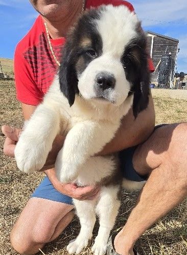 de l'ange aux papillons - Chiots disponibles - Chien du Saint-Bernard
