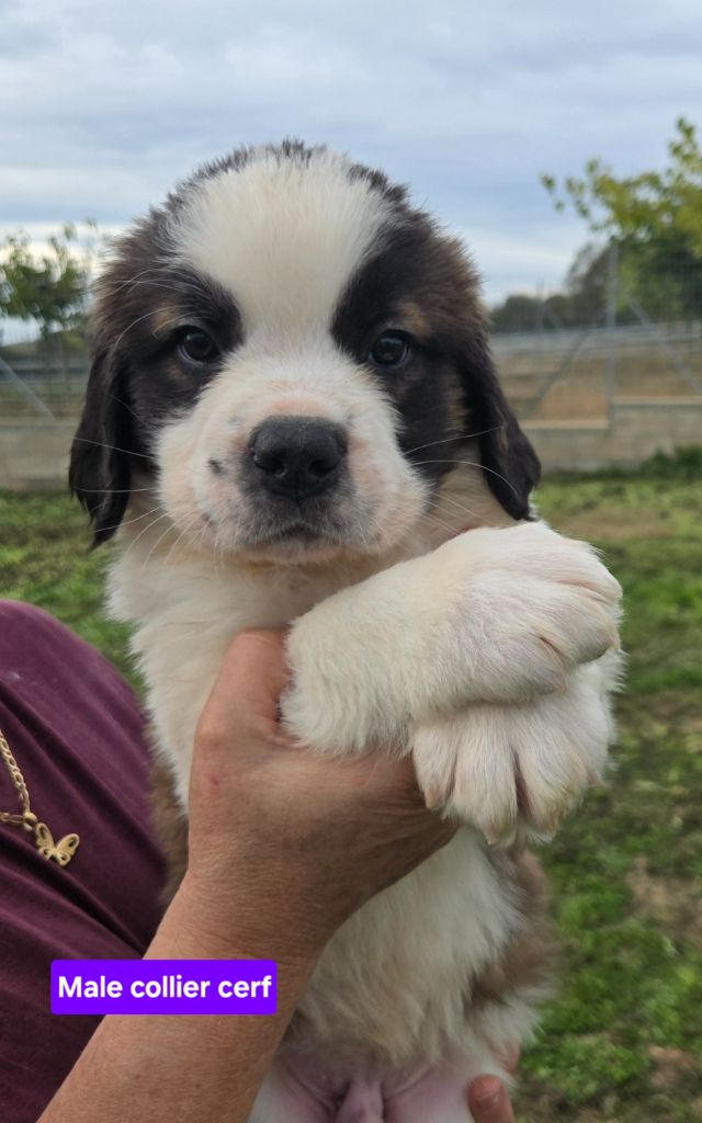 de l'ange aux papillons - Chiots disponibles - Chien du Saint-Bernard
