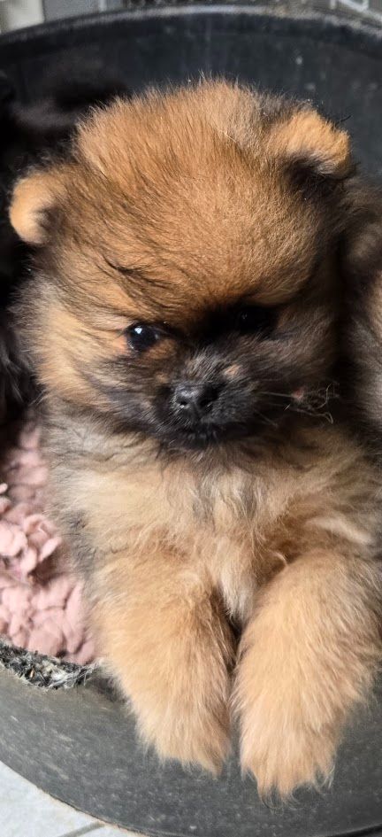 de l'ange aux papillons - Chiots disponibles - Spitz allemand
