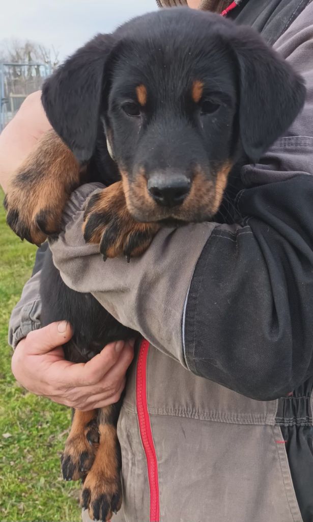 de l'ange aux papillons - Chiots disponibles - Berger de Beauce