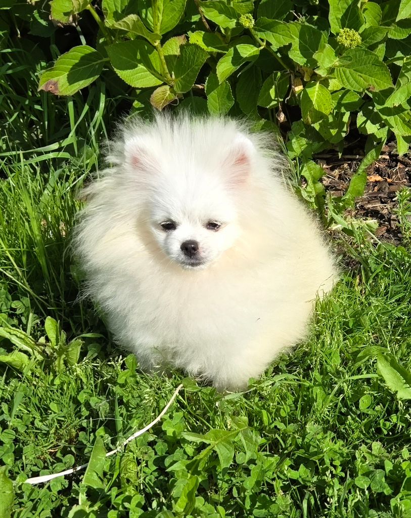 de l'ange aux papillons - Chiots disponibles - Spitz allemand