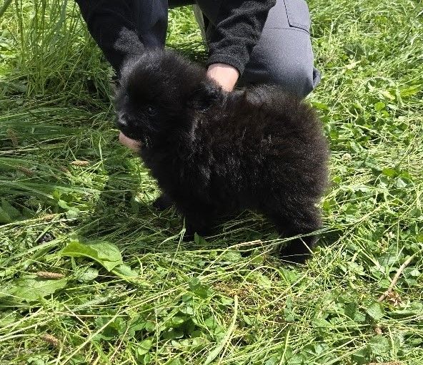 de l'ange aux papillons - Chiots disponibles - Spitz allemand