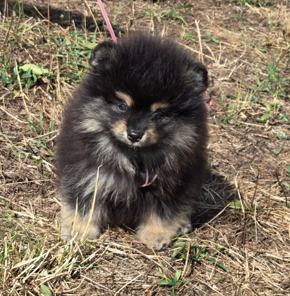 de l'ange aux papillons - Chiots disponibles - Spitz allemand