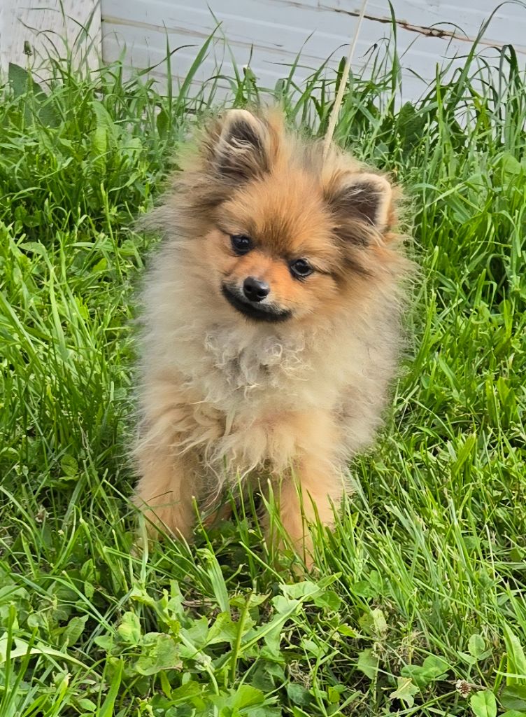 de l'ange aux papillons - Chiots disponibles - Spitz allemand