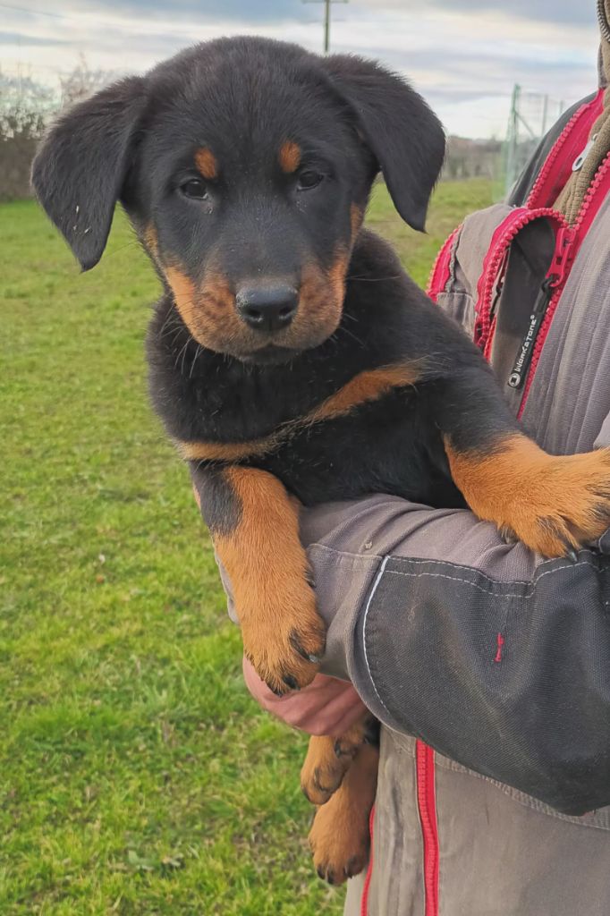 de l'ange aux papillons - Chiots disponibles - Berger de Beauce