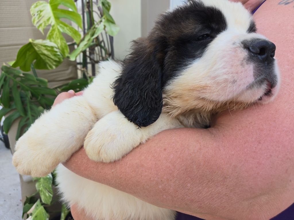 de l'ange aux papillons - Chiots disponibles - Chien du Saint-Bernard