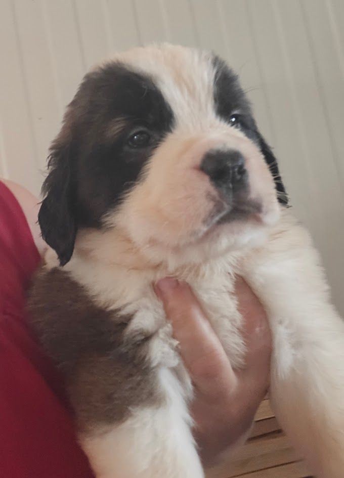 de l'ange aux papillons - Chiots disponibles - Chien du Saint-Bernard