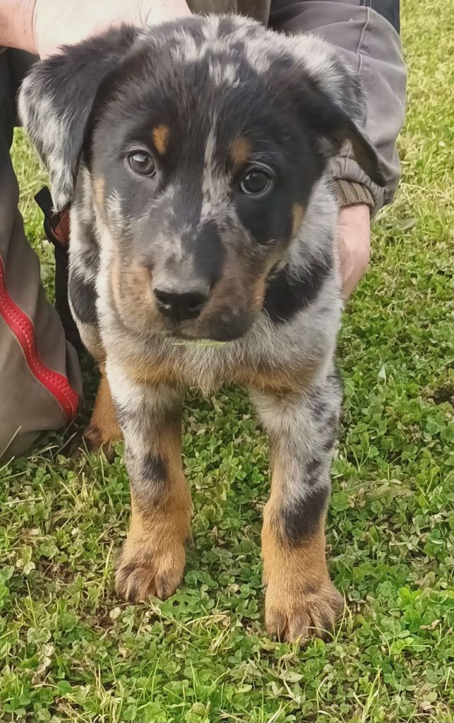 de l'ange aux papillons - Chiots disponibles - Berger de Beauce