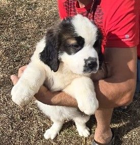 de l'ange aux papillons - Chiots disponibles - Chien du Saint-Bernard