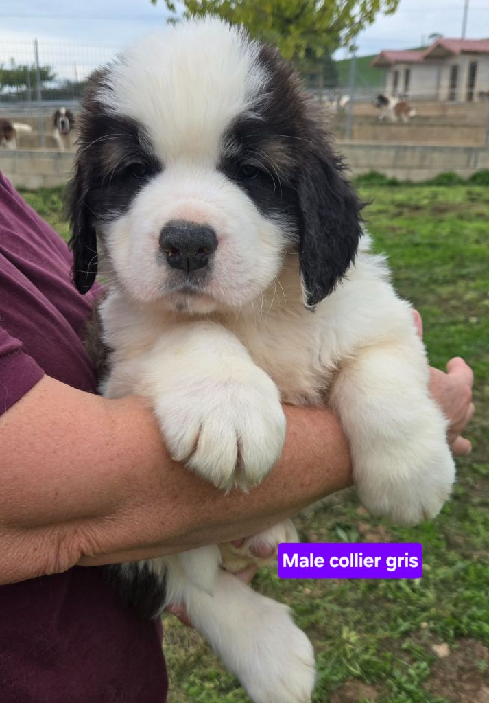 de l'ange aux papillons - Chiots disponibles - Chien du Saint-Bernard