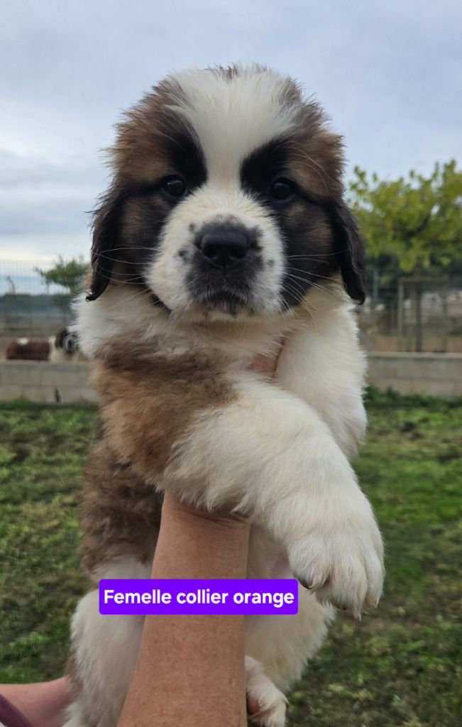 de l'ange aux papillons - Chiots disponibles - Chien du Saint-Bernard