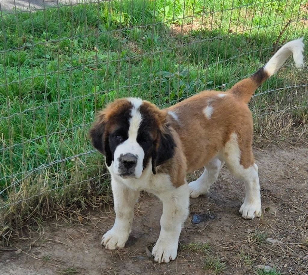 de l'ange aux papillons - Chiots disponibles - Chien du Saint-Bernard