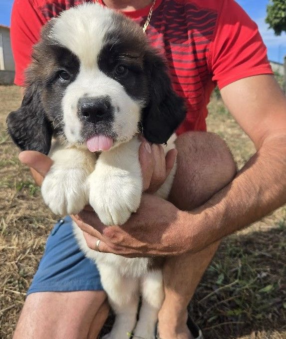 de l'ange aux papillons - Chiots disponibles - Chien du Saint-Bernard