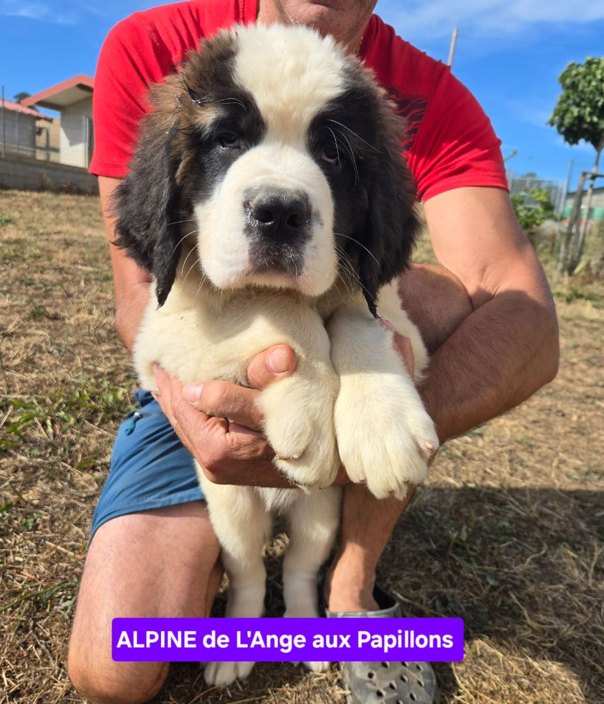 de l'ange aux papillons - Chiots disponibles - Chien du Saint-Bernard