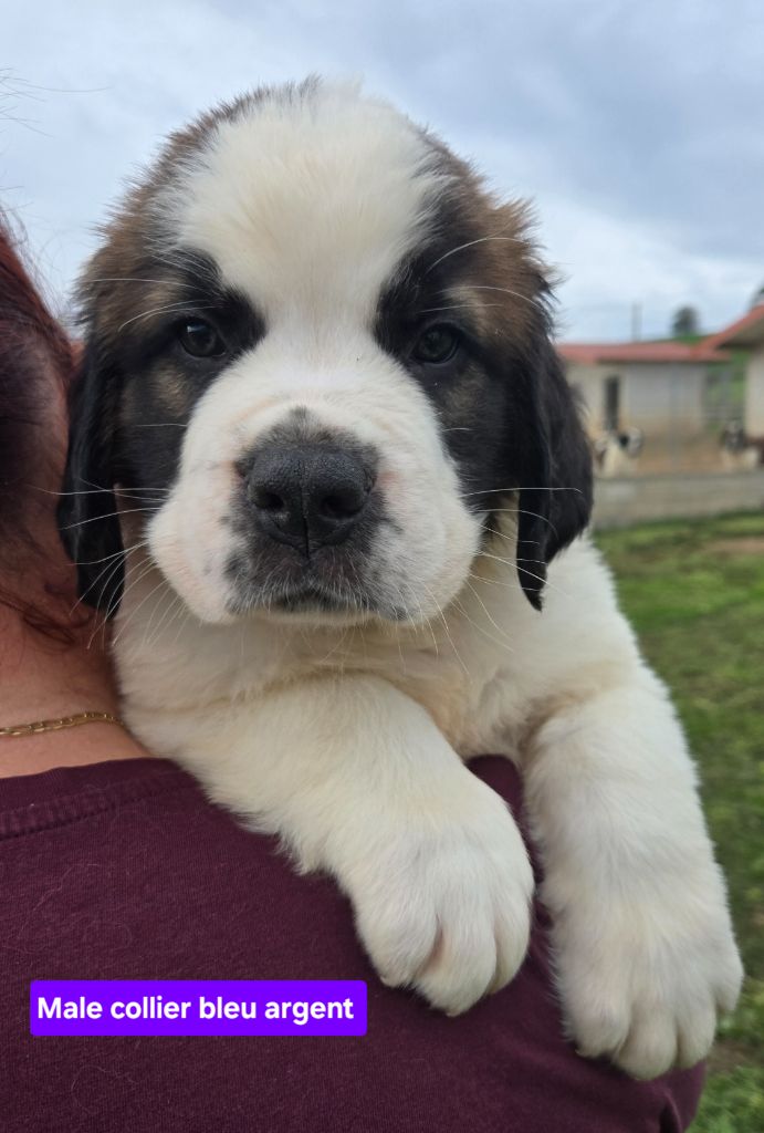 de l'ange aux papillons - Chiots disponibles - Chien du Saint-Bernard