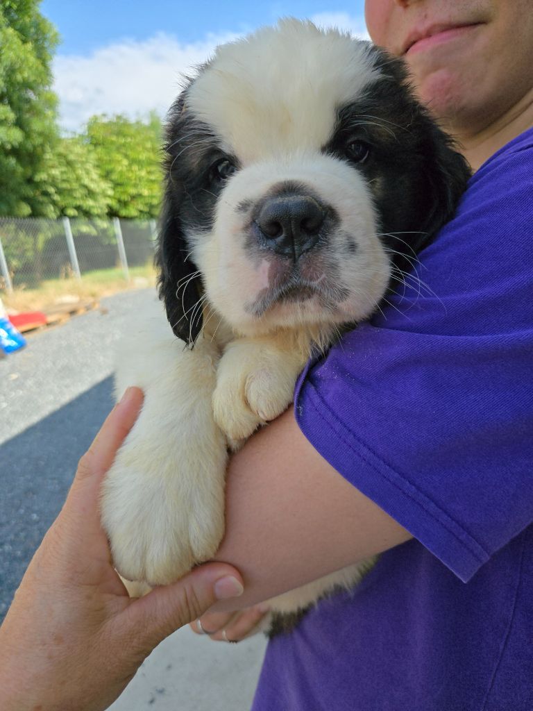 de l'ange aux papillons - Chiots disponibles - Chien du Saint-Bernard