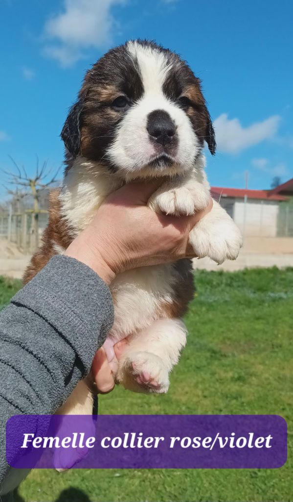 de l'ange aux papillons - Chiots disponibles - Chien du Saint-Bernard