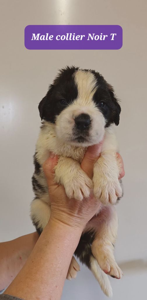 de l'ange aux papillons - Chiots disponibles - Chien du Saint-Bernard