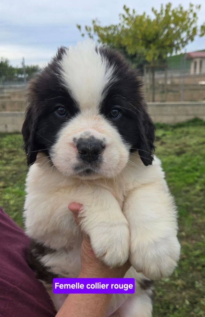de l'ange aux papillons - Chiots disponibles - Chien du Saint-Bernard