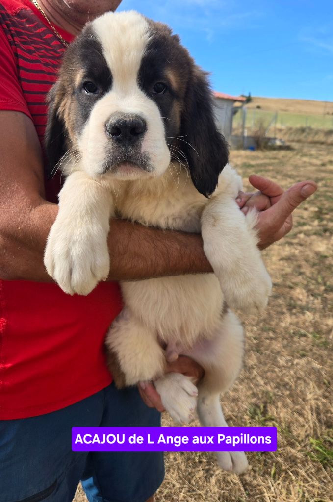 de l'ange aux papillons - Chiots disponibles - Chien du Saint-Bernard