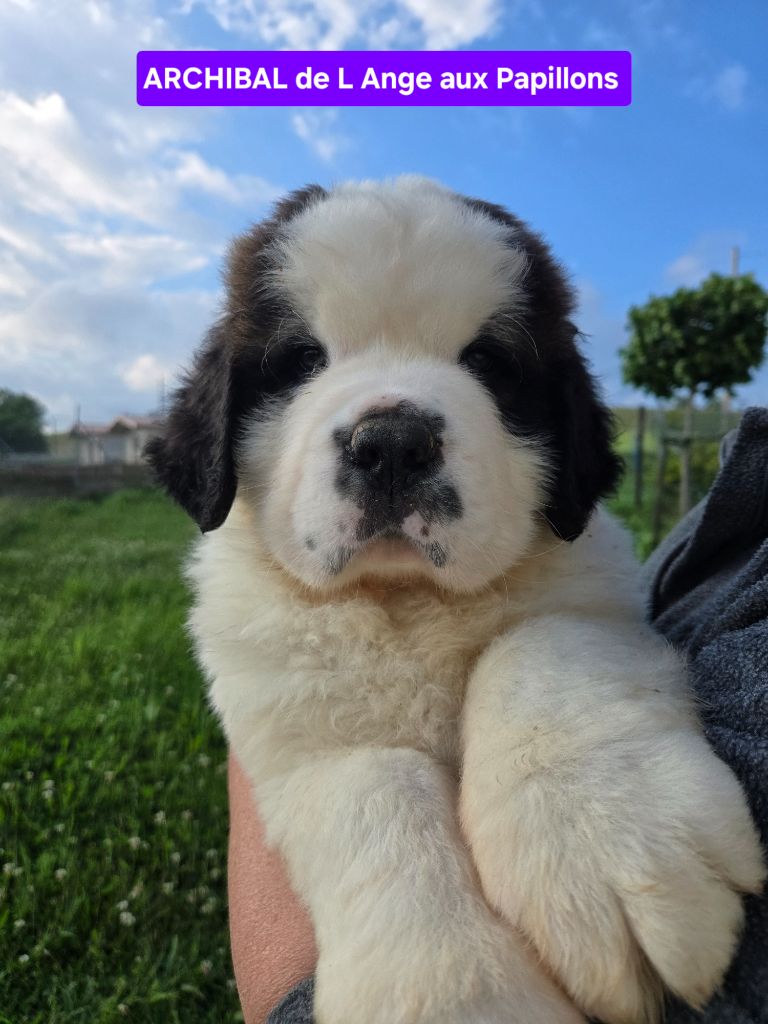 de l'ange aux papillons - Chiots disponibles - Chien du Saint-Bernard
