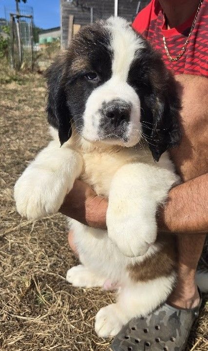 de l'ange aux papillons - Chiots disponibles - Chien du Saint-Bernard