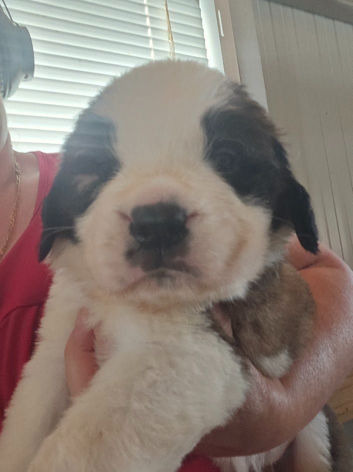 de l'ange aux papillons - Chiots disponibles - Chien du Saint-Bernard