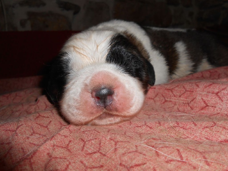 de l'ange aux papillons - Chien du Saint-Bernard - Portée née le 31/07/2014