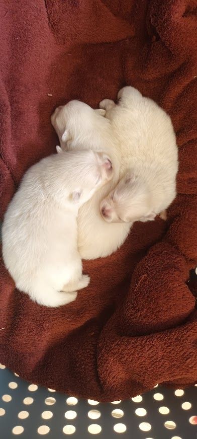 Chiot Spitz allemand de l'ange aux papillons