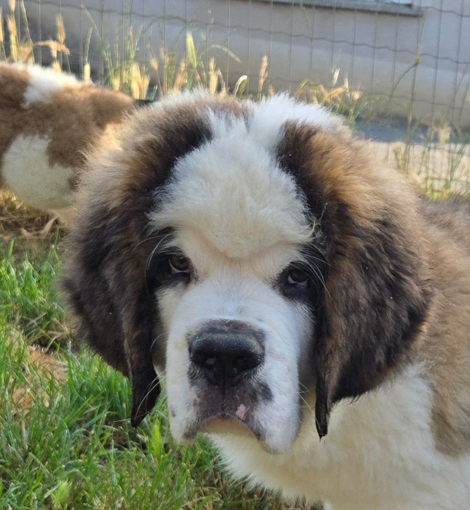 de l'ange aux papillons - Chiots disponibles - Chien du Saint-Bernard