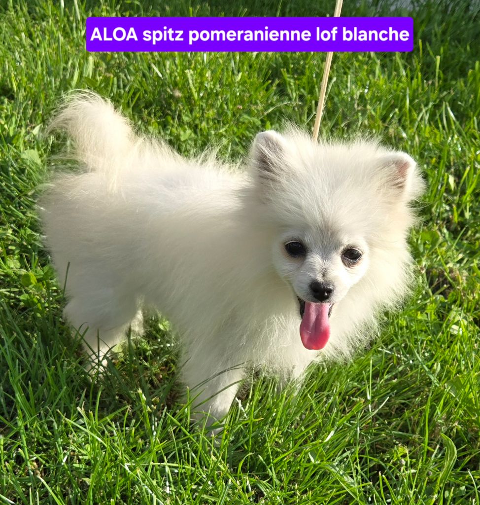 de l'ange aux papillons - Chiots disponibles - Spitz allemand