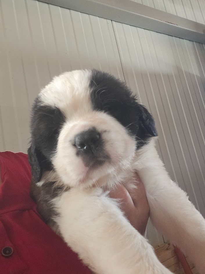 de l'ange aux papillons - Chiots disponibles - Chien du Saint-Bernard