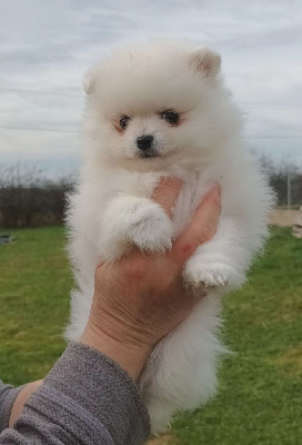 ALOA de l ange aux papillons 